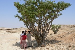 Frankincense tree in Wadi Dawkar