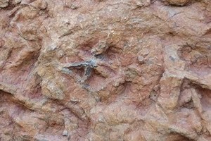 Starfish fossils